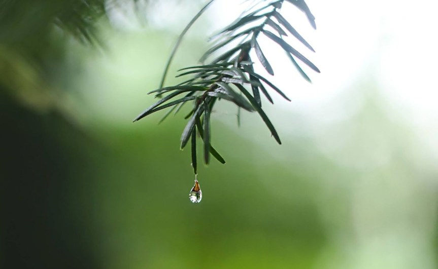 Declaración de la Comunidad del Agua en ocasión de los días internacionales de los bosques (21 de marzo) y del agua (22 de&nbsp;marzo)